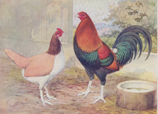 Old English Game: Black-Red Cock and Clay Hen
